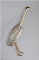 藏品(蒼鷺)的圖片